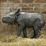 V zoo se narodilo mládě nosorožce