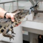 Zoo přemístila do expozice tři krokodýly štítnaté