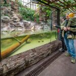Zoo přemístila do expozice tři krokodýly štítnaté