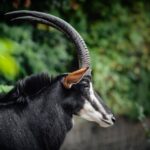 Expozice West Cape ve dvorské zoo