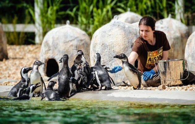 Expozice West Cape ve dvorské zoo