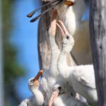 Expozice West Cape ve dvorské zoo