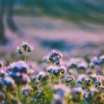 Maličkosti fotografky Lenky Hurdálkové