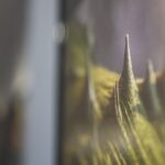 Maličkosti fotografky Lenky Hurdálkové