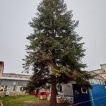 Vánoční strom pro centrum Trutnova