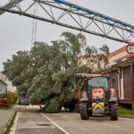 Vánoční strom pro centrum Trutnova