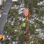 Vánoční strom pro centrum Trutnova