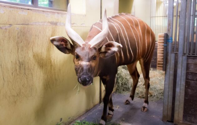 Samec bonga horského v zoo