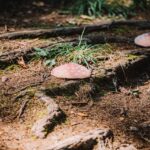 Oslavy houbaření a přírody v lesoparku