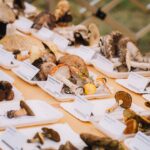 Oslavy houbaření a přírody v lesoparku