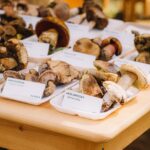 Oslavy houbaření a přírody v lesoparku