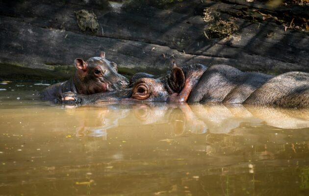 Ve dvorské zoo se v jezeře narodil hroch, osmý od obnovy chovu