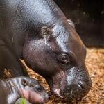 Narození hrošíka liberijského ve dvorské zoo