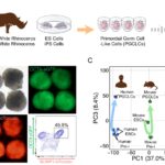 BioRescue zachraňuje nosorožce před vyhynutím