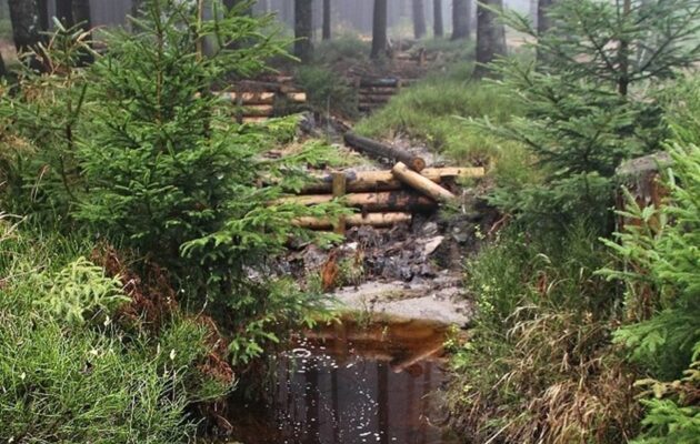 V krkonošské přírodě se objevují jevy a druhy, jež dosud nikdo nezaznamenal