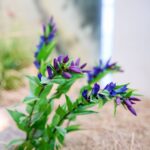Slavnostní otevření Krkonošského muzea ve Vrchlabí