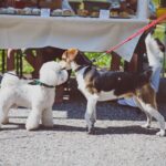 Krkonošský festival minipivovarů ve Velké Úpě