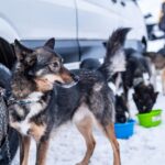 Start 28. ročníku Ledové jízdy v Peci pod Sněžkou
