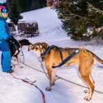 Start 28. ročníku Ledové jízdy v Peci pod Sněžkou