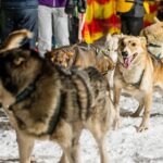 Start 28. ročníku Ledové jízdy v Peci pod Sněžkou