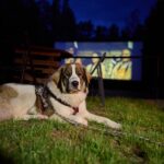 Letní kino na Bojišti: Vinnetou - Rudý gentleman