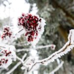 Zahájení lyžařské sezony na Pomezních Boudách