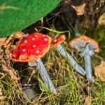 Oživlé houbičky, tajemství podzimního lesa