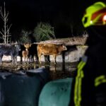 Požár ve Zlaté Olešnici, uhořelo 150 krav