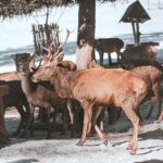 Jeleni a laně v přezimovací oboře v Horních Lysečinách