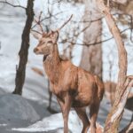 Jeleni a laně v přezimovací oboře v Horních Lysečinách