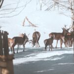 Jeleni a laně v přezimovací oboře v Horních Lysečinách