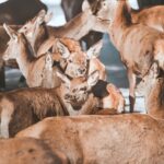 Jeleni a laně v přezimovací oboře v Horních Lysečinách