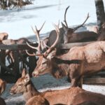 Jeleni a laně v přezimovací oboře v Horních Lysečinách