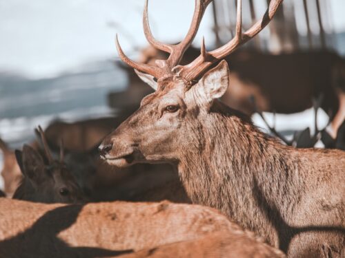 V Krkonoších se kvůli přezimování jelení zvěře uzavřou některé trasy