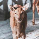Jeleni a laně v přezimovací oboře v Horních Lysečinách