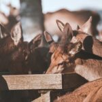 Jeleni a laně v přezimovací oboře v Horních Lysečinách