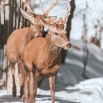 Jeleni a laně v přezimovací oboře v Horních Lysečinách