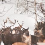 Jeleni a laně v přezimovací oboře v Horních Lysečinách