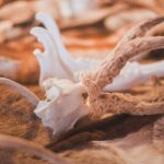 Jeleni a laně v přezimovací oboře v Horních Lysečinách