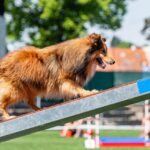 Závody psí agility v Trutnově