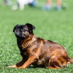 Závody psí agility v Trutnově