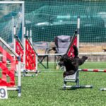 Závody psí agility v Trutnově