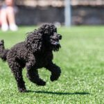 Závody psí agility v Trutnově