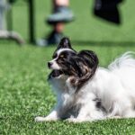 Závody psí agility v Trutnově