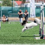 Závody psí agility v Trutnově