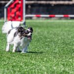 Závody psí agility v Trutnově