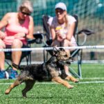 Závody psí agility v Trutnově