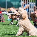Závody psí agility v Trutnově
