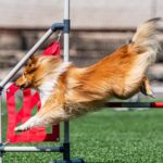 Závody psí agility v Trutnově