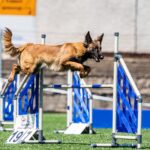Závody psí agility v Trutnově